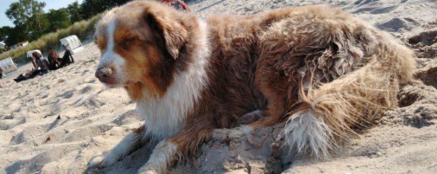 Hundestrand Baabe