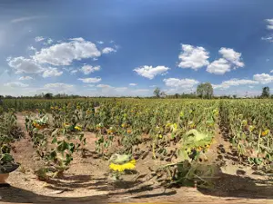 SCG sunflowers