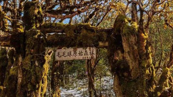 高黎貢山