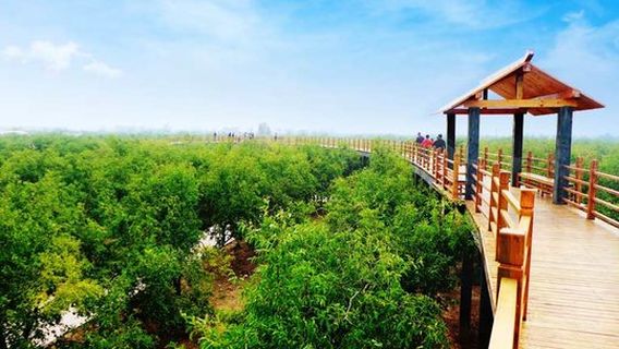 Millennium Jujube Forest Tourist Area