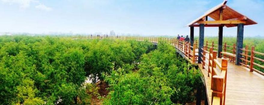 Millennium Jujube Forest Tourist Area