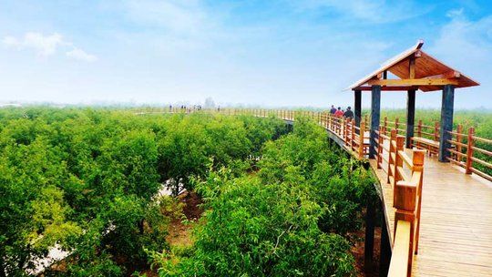 Millennium Jujube Forest Tourist Area