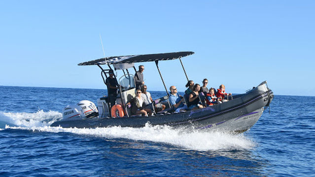 CetaSea Balade en mer dauphins et baleines à la Réunion