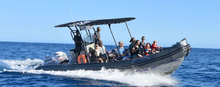 CetaSea Balade en mer dauphins et baleines à la Réunion