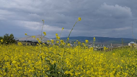 Shamakhi