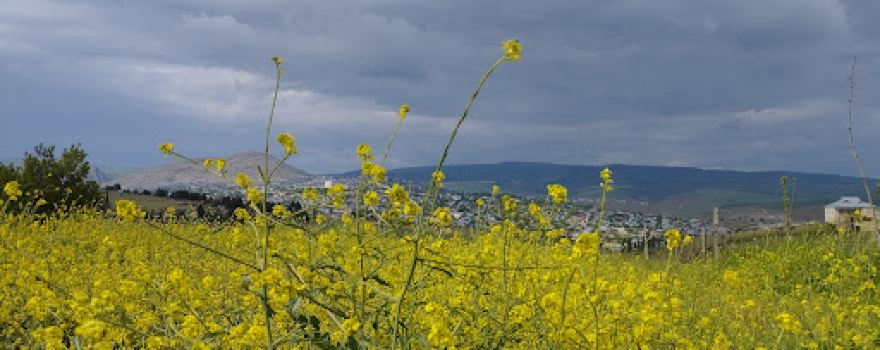 Şamaxı