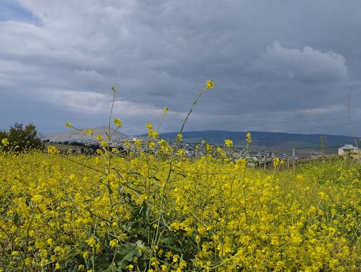 Shamakhi