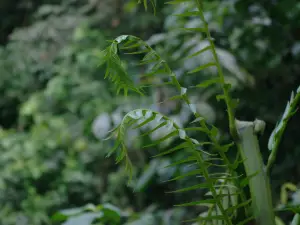 Xuan Son National Park