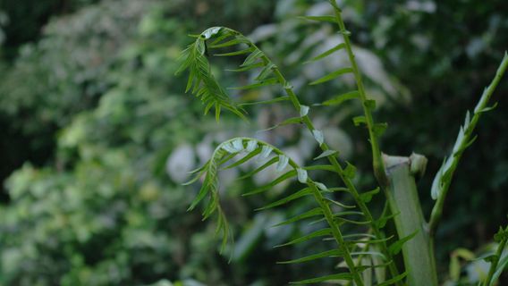 Xuan Son National Park