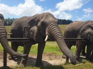 Knysna Elephant Park