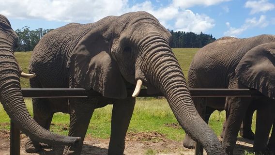 Knysna Elephant Park