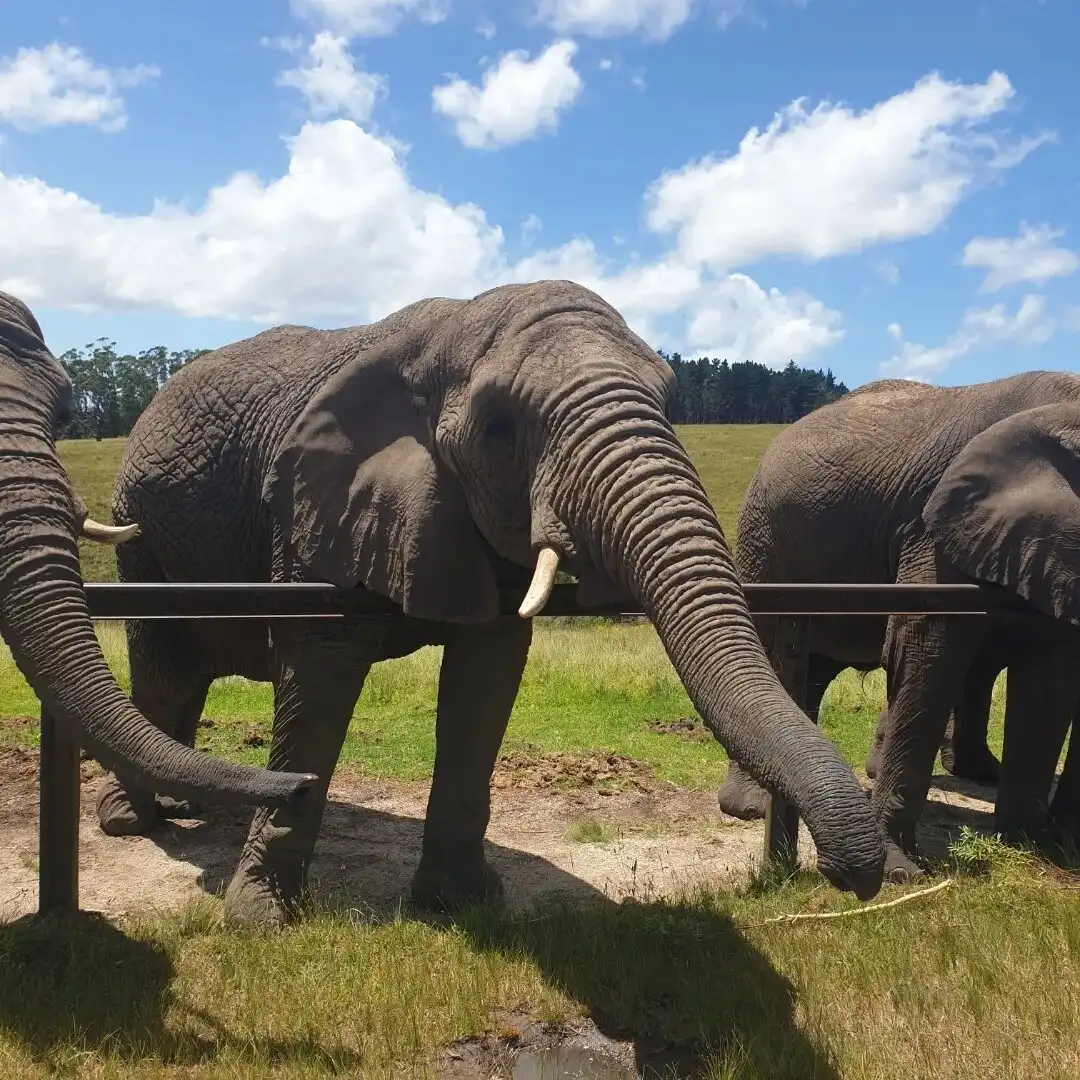 Отели рядом с достопримечательностью «Knysna Elephant Park»