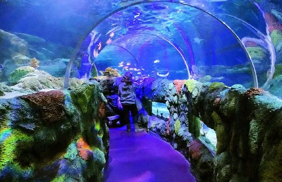 SEA LIFE Charlotte-Concord Aquarium門票成人