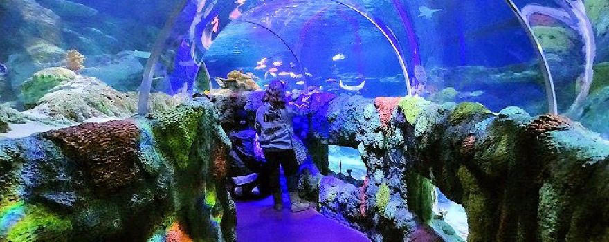 SEA LIFE Charlotte-Concord