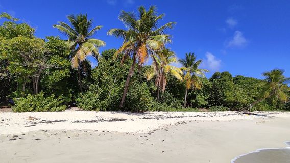 Grande Anse des Salines