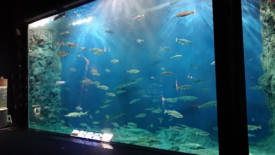 Chitose Salmon Aquarium Admission E-Ticket