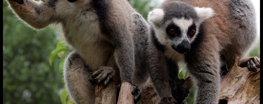 South Lakes Safari Zoo