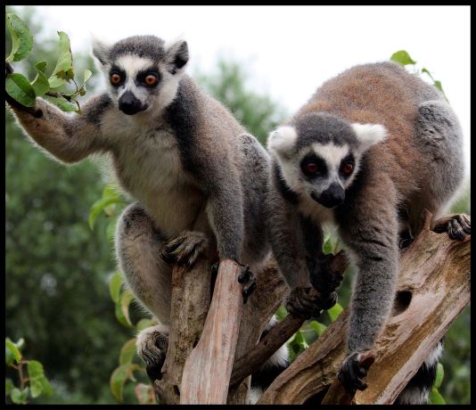 South Lakes Safari Zoo