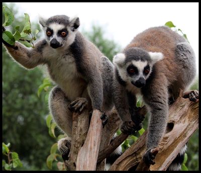 South Lakes Safari Zoo
