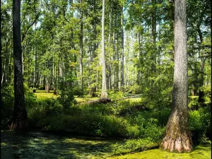 Cache River State Natural Area