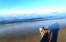Rosie's Dog Beach