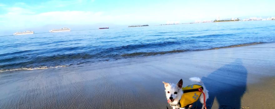 Rosie's Dog Beach