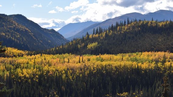 Kantishna Wilderness Trails