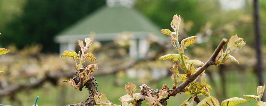 Veramar Vineyard