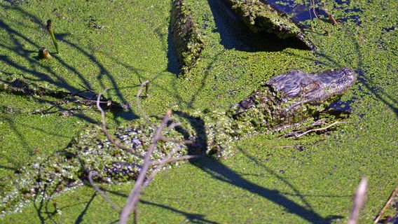 Egan's Creek Greenway Trail