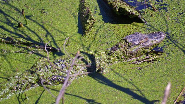 Egan's Creek Greenway Trail