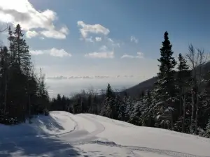Luge
