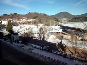 Ice Rink Pine
