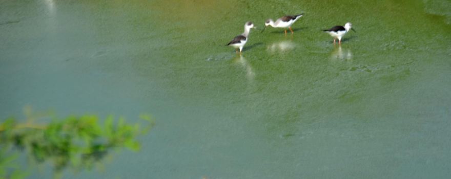 Topansar Lake