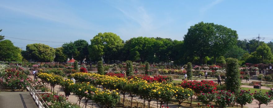 敷島公園 門倉テクノばら園
