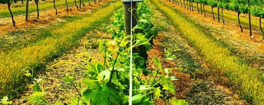 Barley Stacks Wines