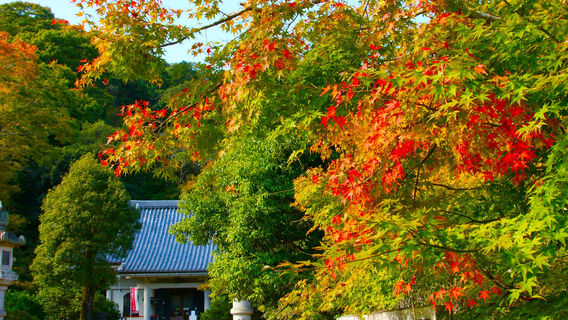 Izunokuni