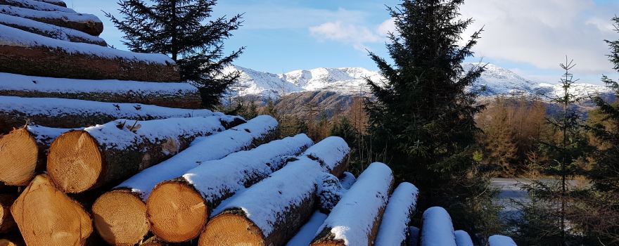 Grizedale Mountain Bikes