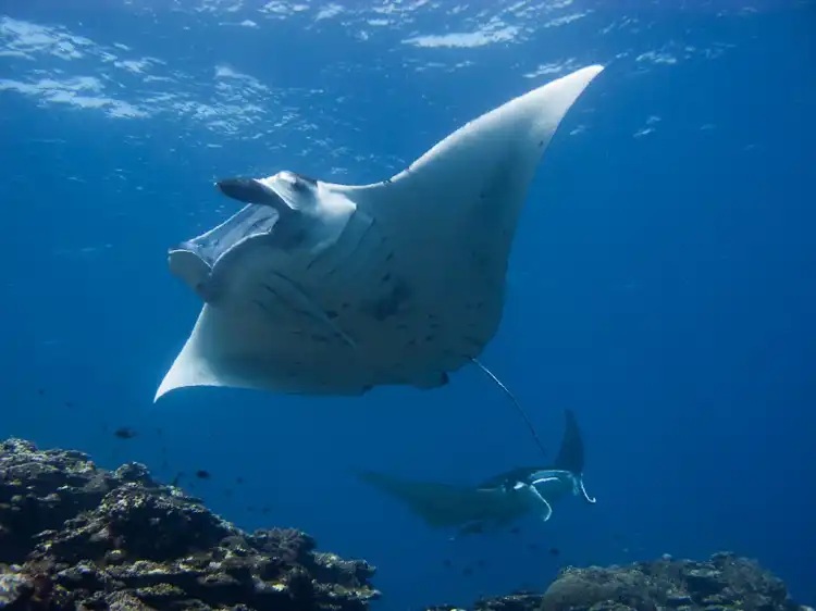 Hotels near Viking Scuba Kabira