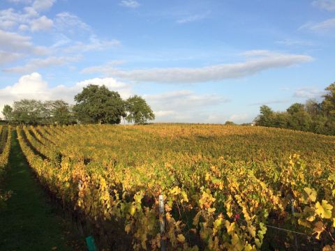 Chateau Haut-Pradot