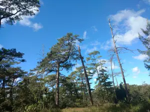 Wright Park