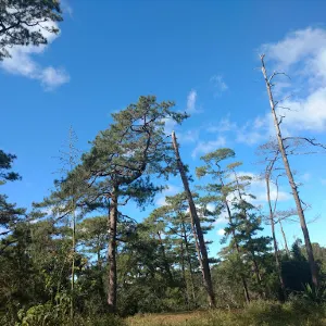 賴特公園