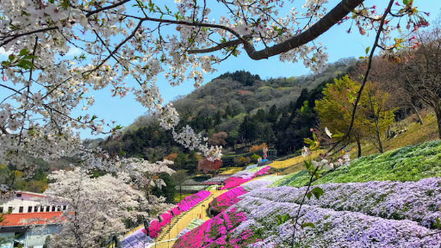 Path of Shiba cherry blossoms