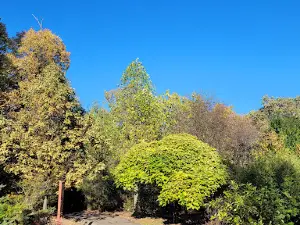 Arboretum "Dr. Ion Vlad "Alba Iulia