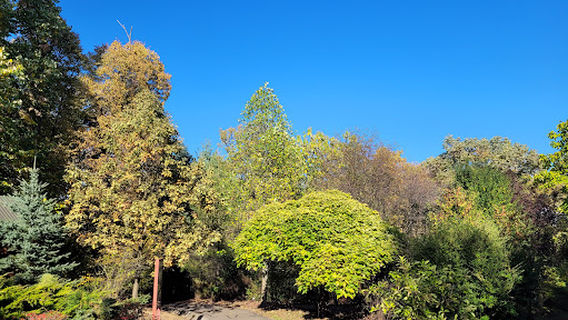 Arboretum "Dr. Ion Vlad "Alba Iulia