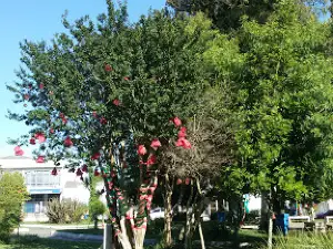 Centro - Mais Encruzilhada
