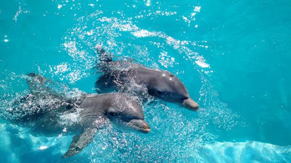 Dolphin Discovery Puerto Vallarta