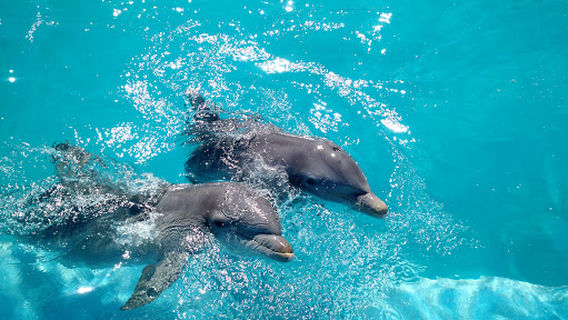 Dolphin Discovery Puerto Vallarta