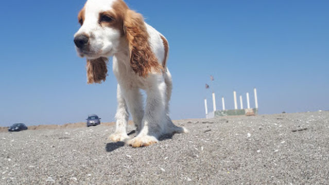 Playa las Violetas - Salas