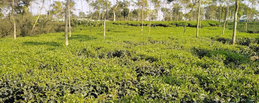 Tea Garden Watch Tower, Baliadangi