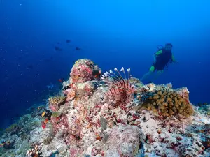 Jerrys Dive Club Rasdhoo